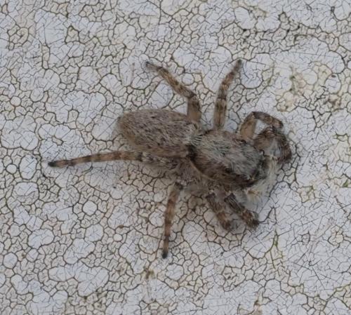 Menemerus taeniatus